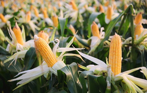 1665467922128873.png image.png